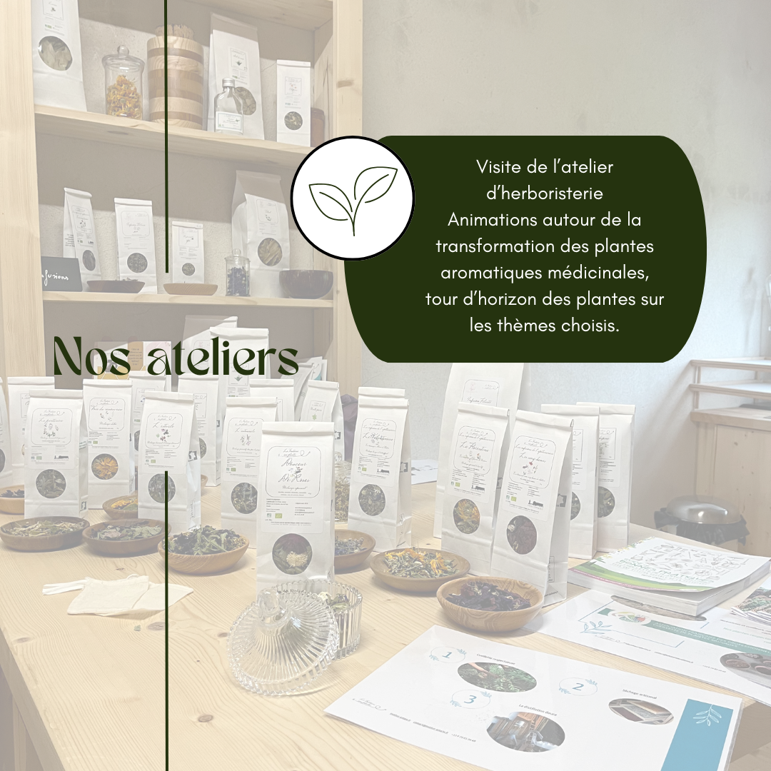 Atelier plantes médicinales et bien-être