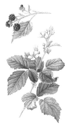 Fabrication artisanale (Cassis et Mélisse)