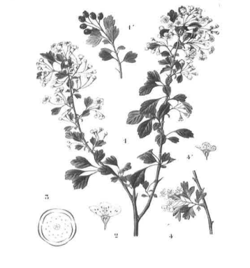 Tisane aubépine