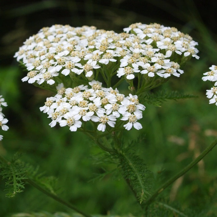 Tisane Achillée millefeuille
