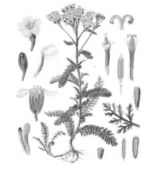 Tisane Achillée millefeuille