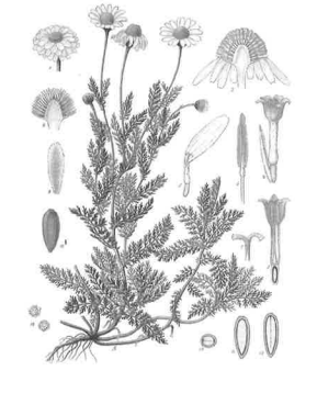 Tisane camomille romaine