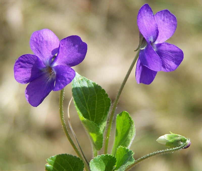 Tisane Les cinq dames