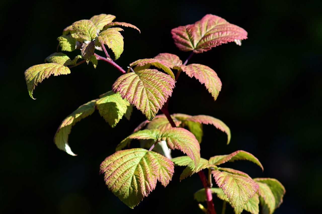 Tisane Framboisier