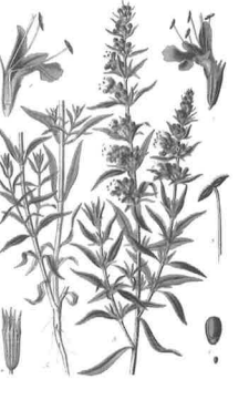 Tisane hysope