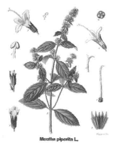 Tisane menthe poivrée