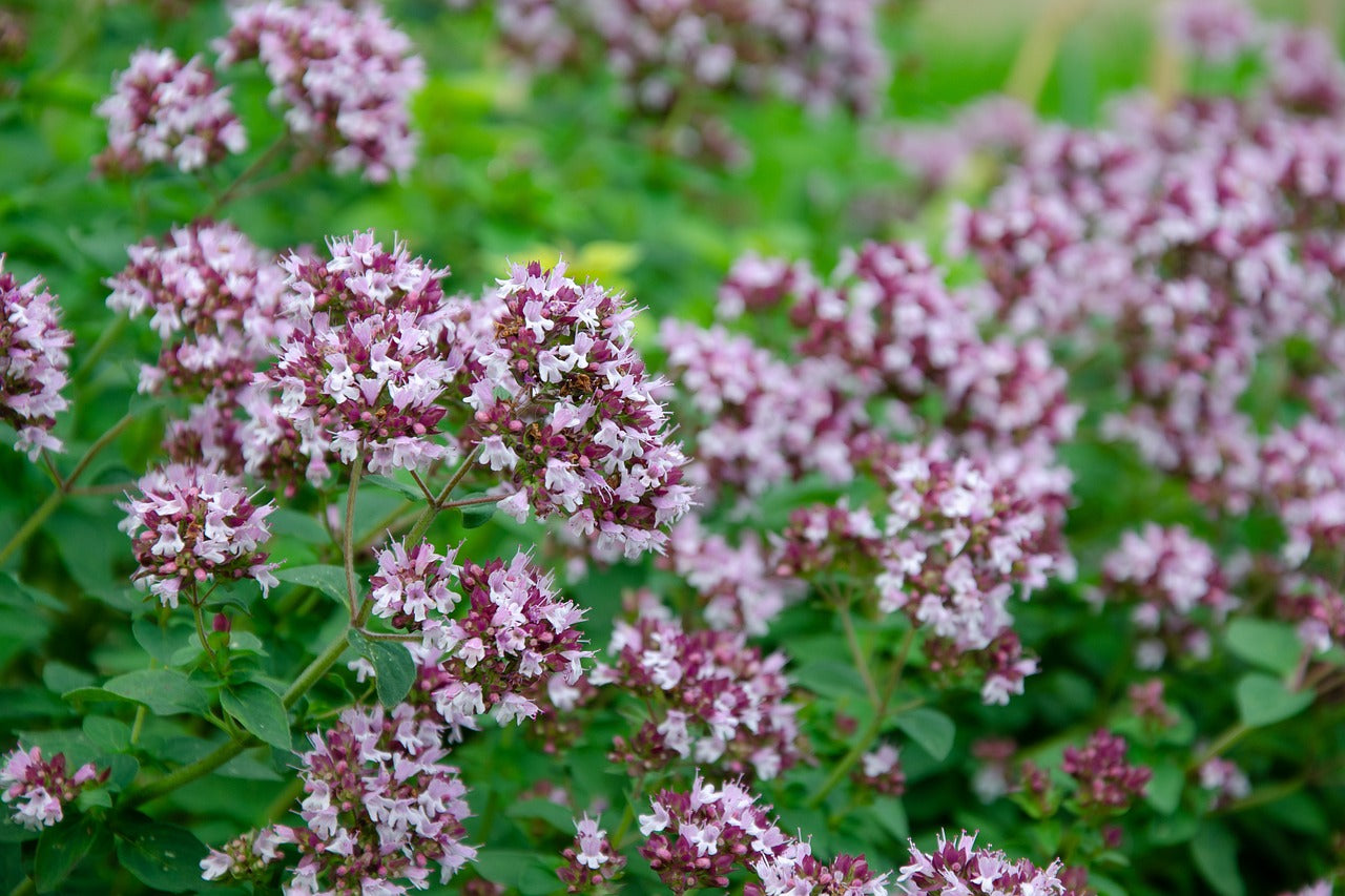 Tisane origan