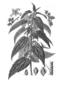 Tisane ortie