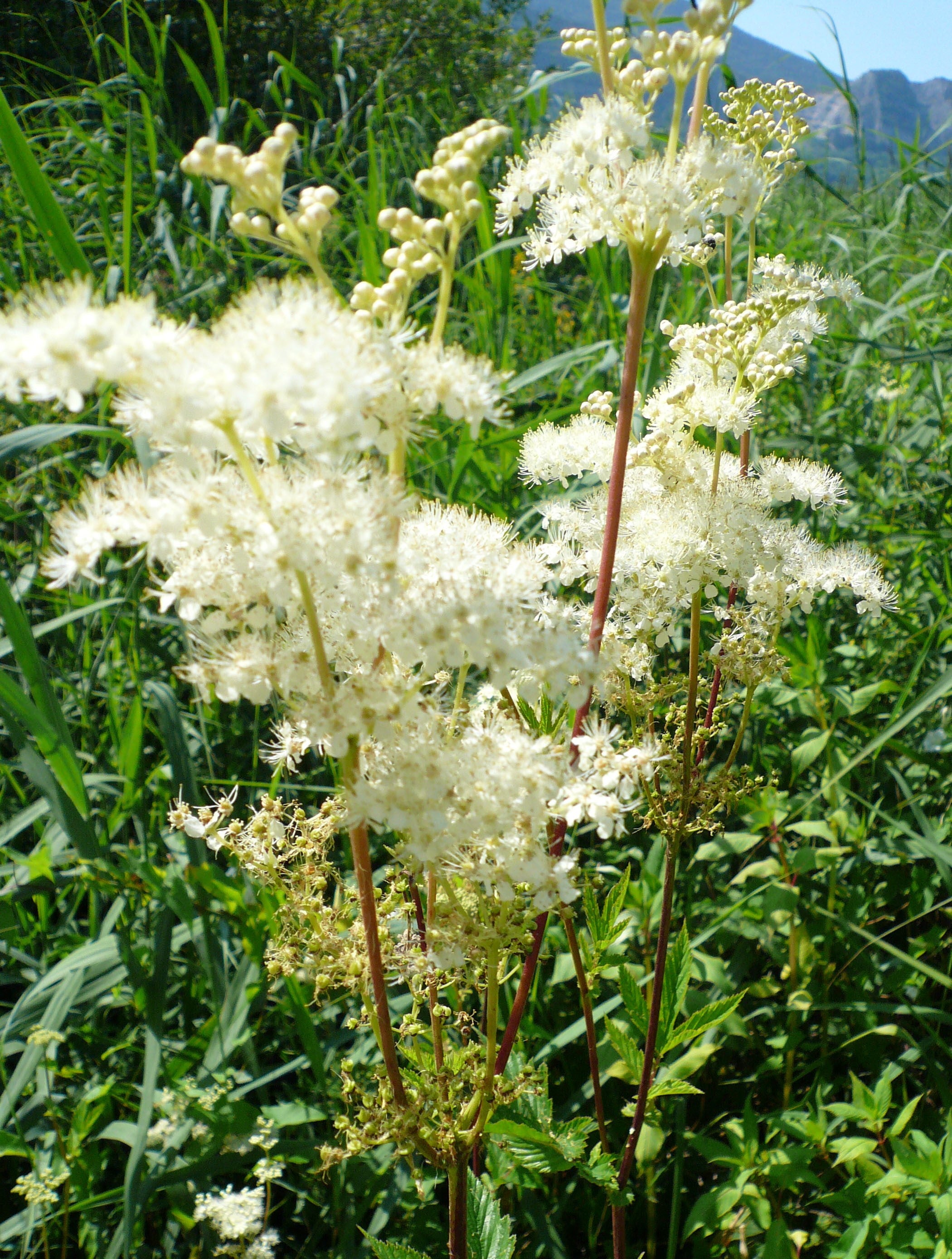 Tisane reine des prés