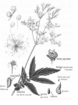 Tisane reine des prés