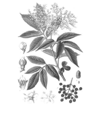 Tisane sureau