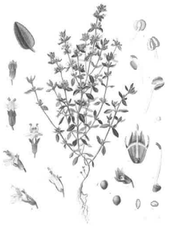 Tisane thym des Causses