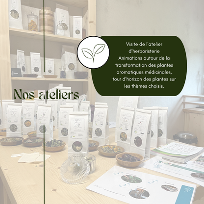 Atelier plantes médicinales et bien-être