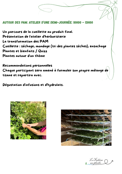 Nos ateliers découverte des plantes médicinales (une demi-journée ou une journée)